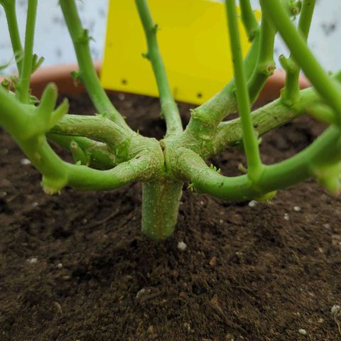 P.K.C. Outdoor  growlog timeline photo