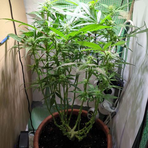 P.K.C. Outdoor  growlog timeline photo
