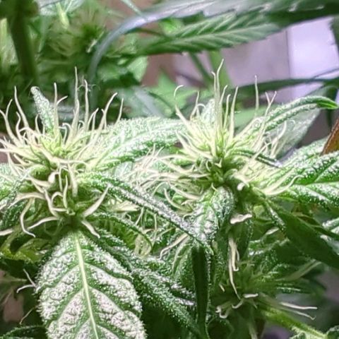 P.K.C. Outdoor  growlog timeline photo