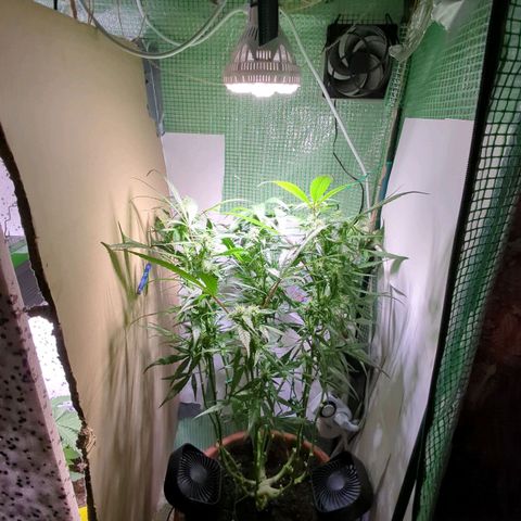 P.K.C. Outdoor  growlog timeline photo