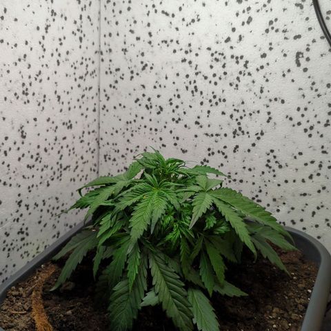 Royal Kush Automatic growlog timeline photo