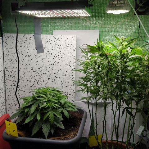 P.K.C. Outdoor  growlog photo: Anpassung 