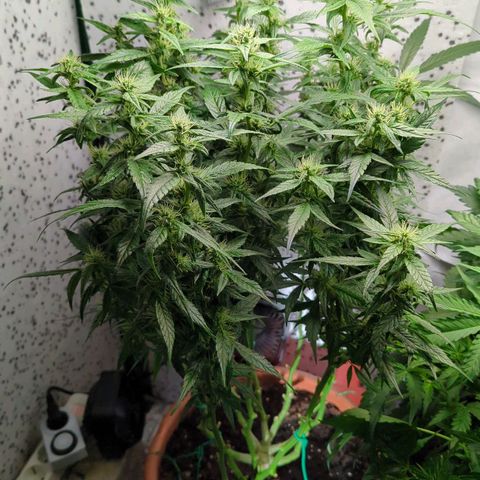 P.K.C. Outdoor  growlog timeline photo