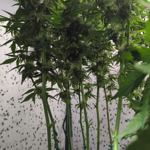 P.K.C. Outdoor  growlog timeline photo