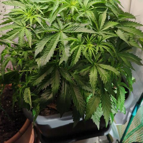 Royal Kush Automatic growlog timeline photo