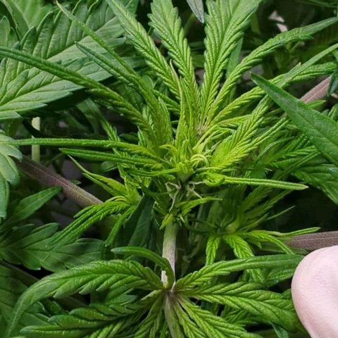 Royal Kush Automatic growlog timeline photo