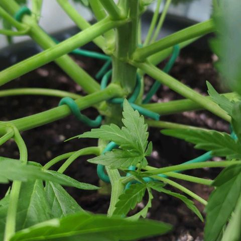 Royal Kush Automatic growlog timeline photo