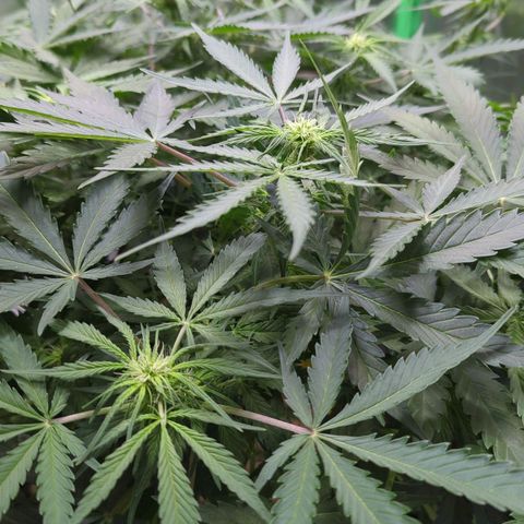 Royal Kush Automatic growlog timeline photo