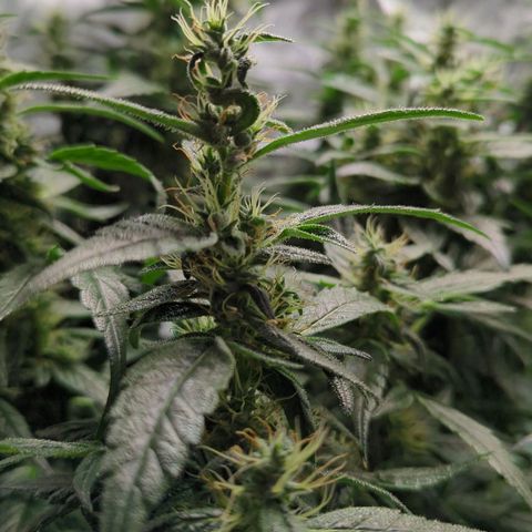 P.K.C. Outdoor  growlog timeline photo
