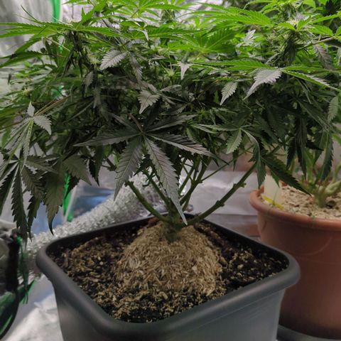 Royal Kush Automatic growlog timeline photo
