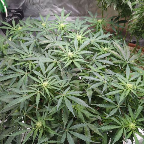 Royal Kush Automatic growlog timeline photo
