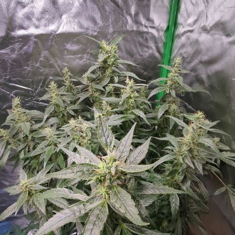 P.K.C. Outdoor  growlog timeline photo