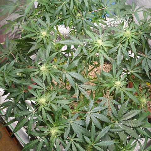 Royal Kush Automatic growlog timeline photo