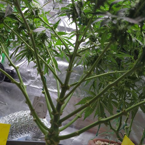 Royal Kush Automatic growlog timeline photo