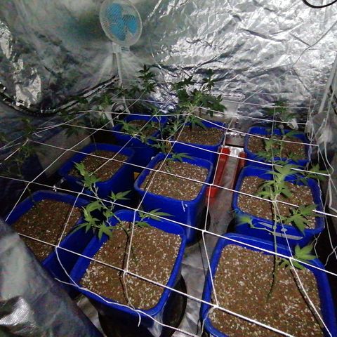 Blackdog OG growlog timeline photo
