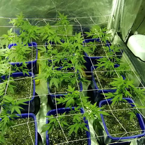 Blackdog OG growlog timeline photo