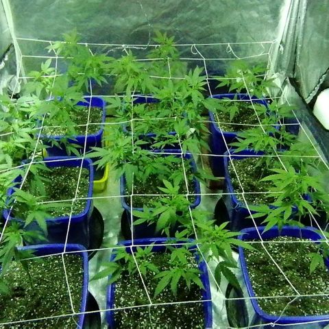 Blackdog OG growlog timeline photo