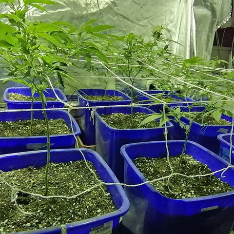 Blackdog OG growlog timeline photo
