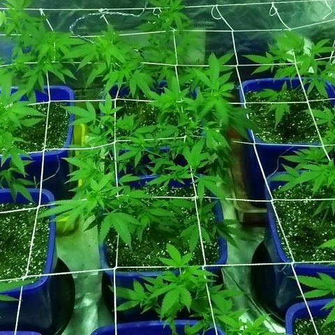 Blackdog OG growlog timeline photo