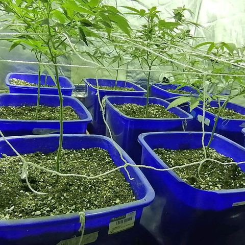Blackdog OG growlog timeline photo