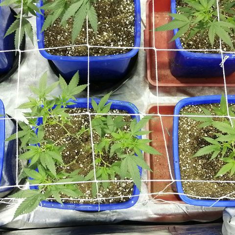 Blackdog OG growlog timeline photo