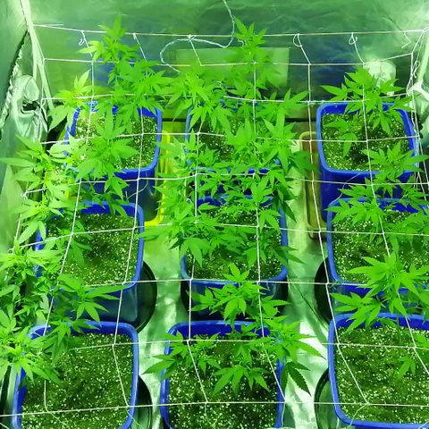 Blackdog OG growlog timeline photo