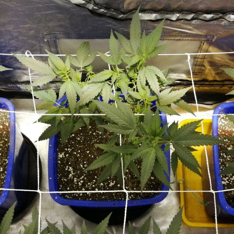 Blackdog OG growlog timeline photo