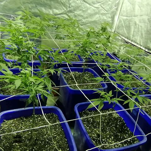 Blackdog OG growlog timeline photo