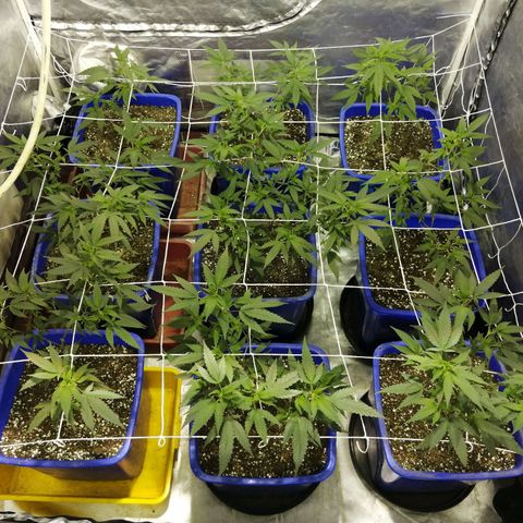 Blackdog OG growlog timeline photo