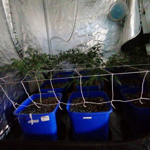 Blackdog OG growlog timeline photo