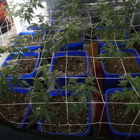 Blackdog OG growlog timeline photo