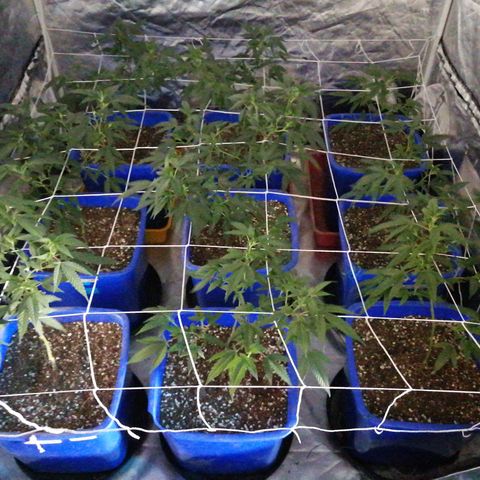 Blackdog OG growlog timeline photo
