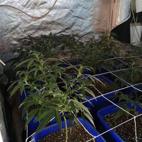 Blackdog OG growlog timeline photo