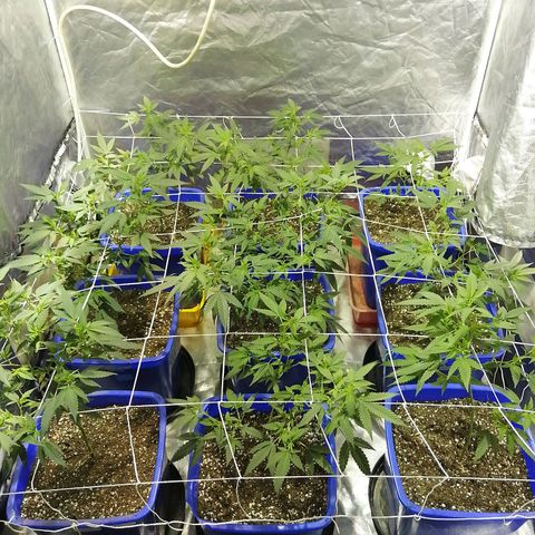 Blackdog OG growlog timeline photo