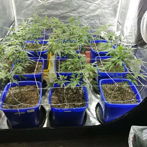 Blackdog OG growlog timeline photo