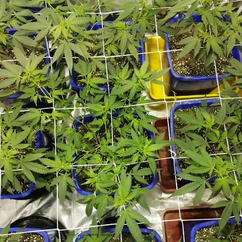 Blackdog OG growlog timeline photo