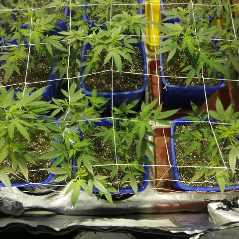 Blackdog OG growlog timeline photo