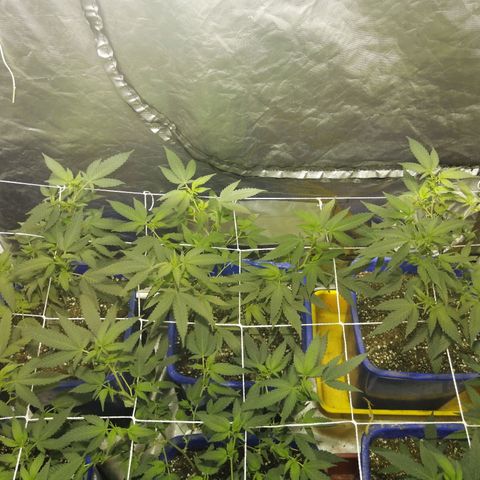 Blackdog OG growlog timeline photo