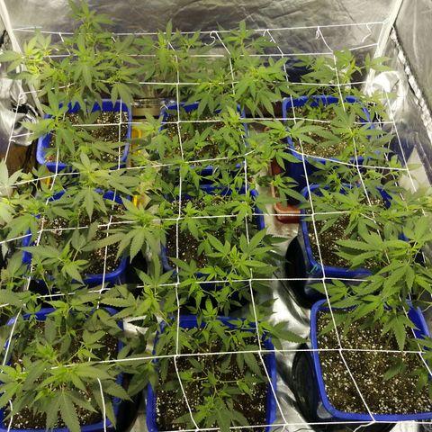 Blackdog OG growlog timeline photo