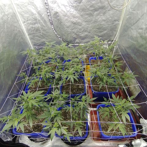 Blackdog OG growlog timeline photo