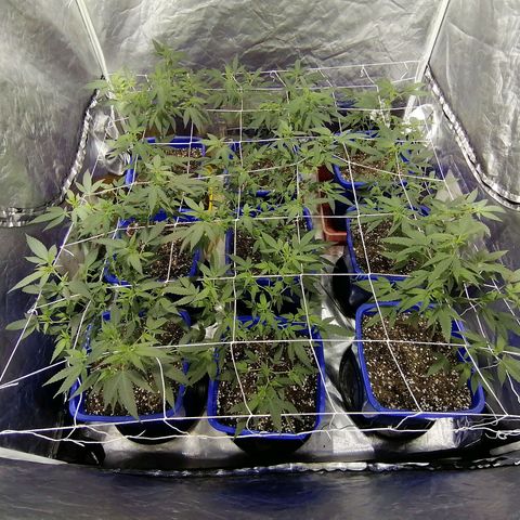 Blackdog OG growlog timeline photo