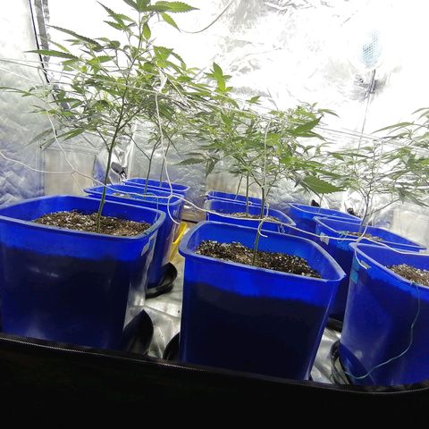 Blackdog OG growlog timeline photo