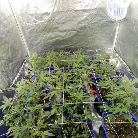 Blackdog OG growlog timeline photo
