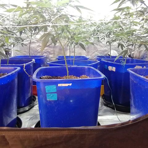 Blackdog OG growlog timeline photo
