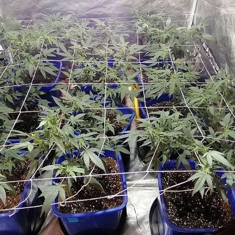 Blackdog OG growlog timeline photo