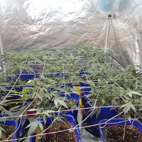 Blackdog OG growlog timeline photo