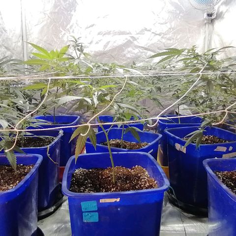Blackdog OG growlog timeline photo
