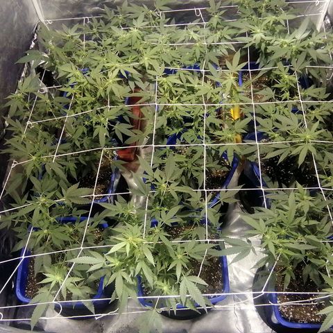 Blackdog OG growlog timeline photo