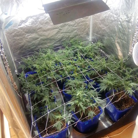 Blackdog OG growlog timeline photo