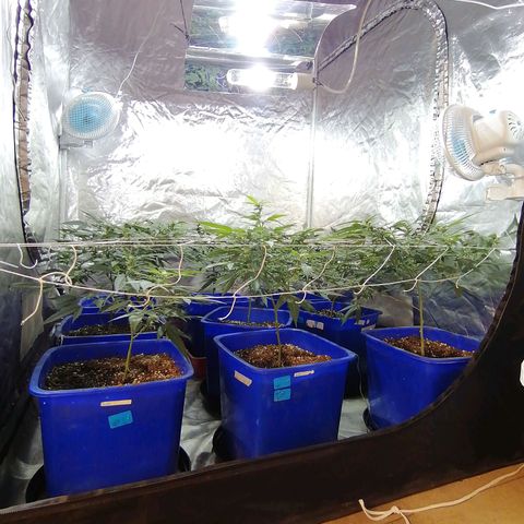 Blackdog OG growlog timeline photo